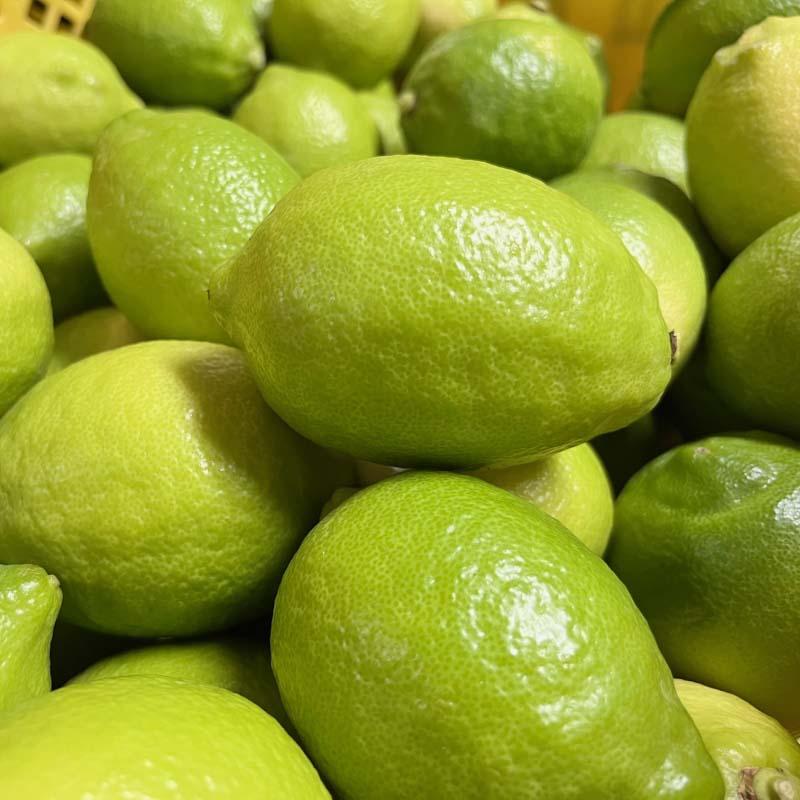 紀州和歌山 有田レモン 約2kg［農家直送］［先行予約］［MS67］