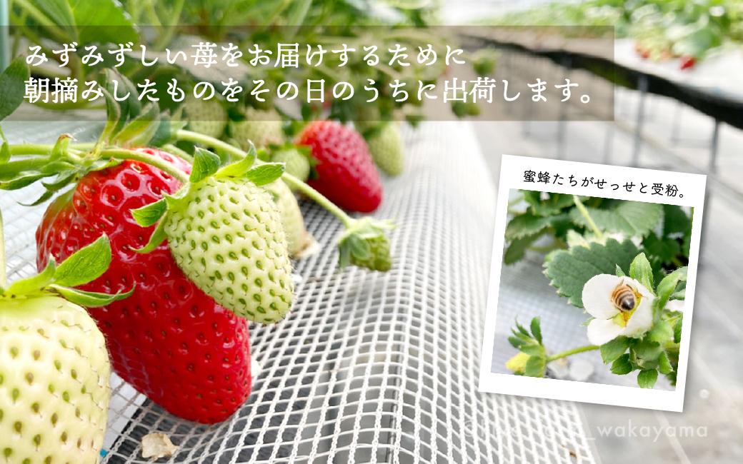 特大まりひめイチゴ 朝摘 6個～11個入×4パック［2026年1月中旬頃より発送］［先行予約］［KT4］