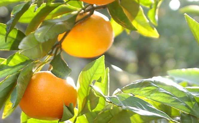 早生みかん 約9kg 大玉 2L・3Lサイズおまかせ 《ご家庭用》 和歌山県産 農園直送 まごころ産直みかん 【北海道・沖縄県・一部離島 配送不可】大きい 蜜柑 温州みかん ちょっと訳あり わけあり 訳アリ ［Mg51］