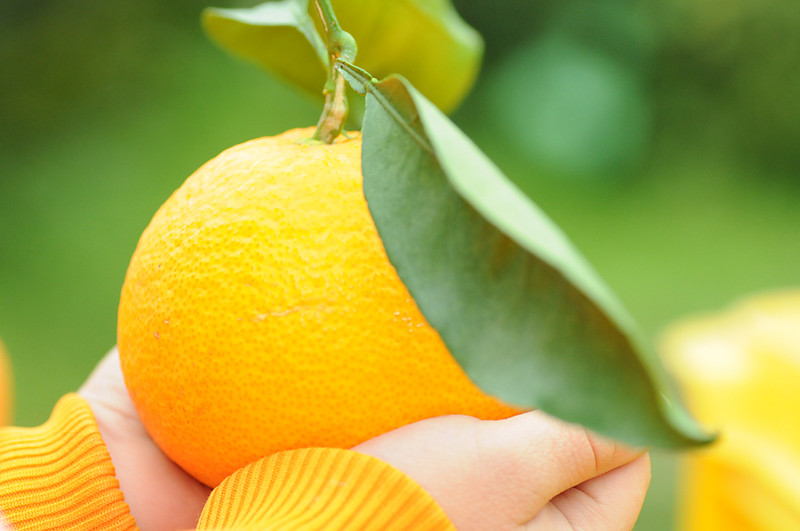 清見オレンジ 約7.5kg M・L・2L・3Lサイズおまかせ 《赤秀》 和歌山県産 農園直送 まごころ産直みかん 【北海道・沖縄県・一部離島 配送不可】みかん きよみ 清見タンゴール 清美 柑橘 贈答 ［Mg63］