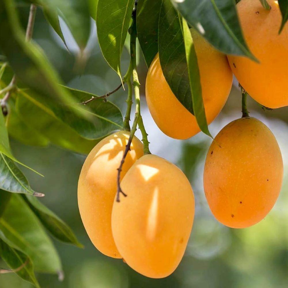 ［無添加、卵・乳不使用］マンゴーココナッツジェラート1L