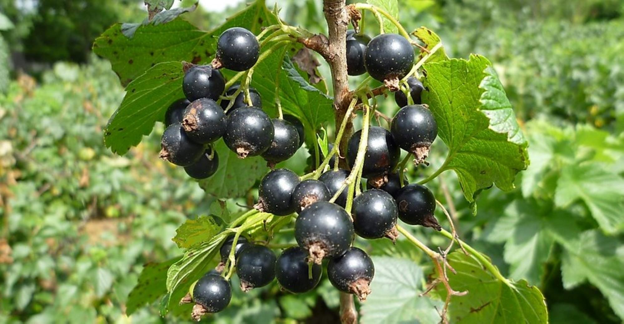 ［無添加、卵・乳不使用］あおもりカシスココナッツジェラート1L