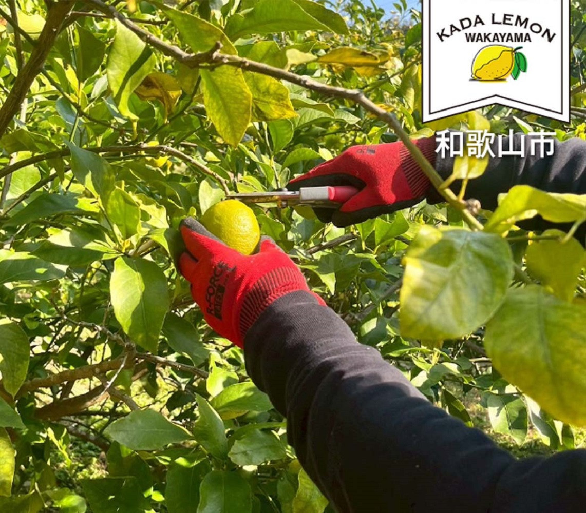 加太レモンの レモン果汁（ストレート）1,000ml