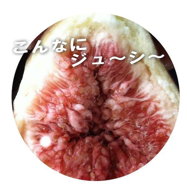和歌山産 【訳あり】 いちじく  (サイズ不揃い、傷あり) 1.2kg(400g×3パック)