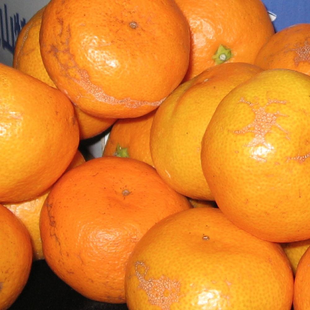 みかん 和歌山産 【訳あり】ミカン 7 . 5kg 【ご自宅用・サイズ不揃い・キズ等あり】