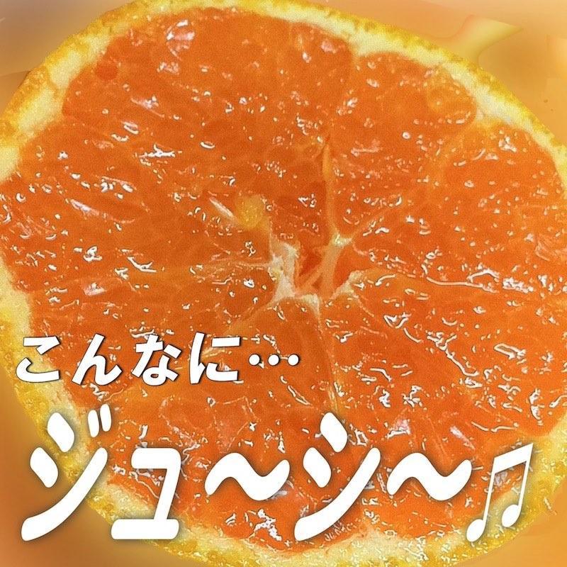 和歌山産 ［極早生］みかん 7 . 5kg ［訳あり］［サイズ不揃い・キズ等あり］