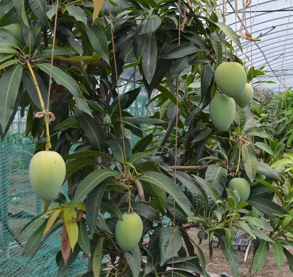 激レア マンゴー 金蜜 約1kg 和歌山市 2024年8～10月中旬発送