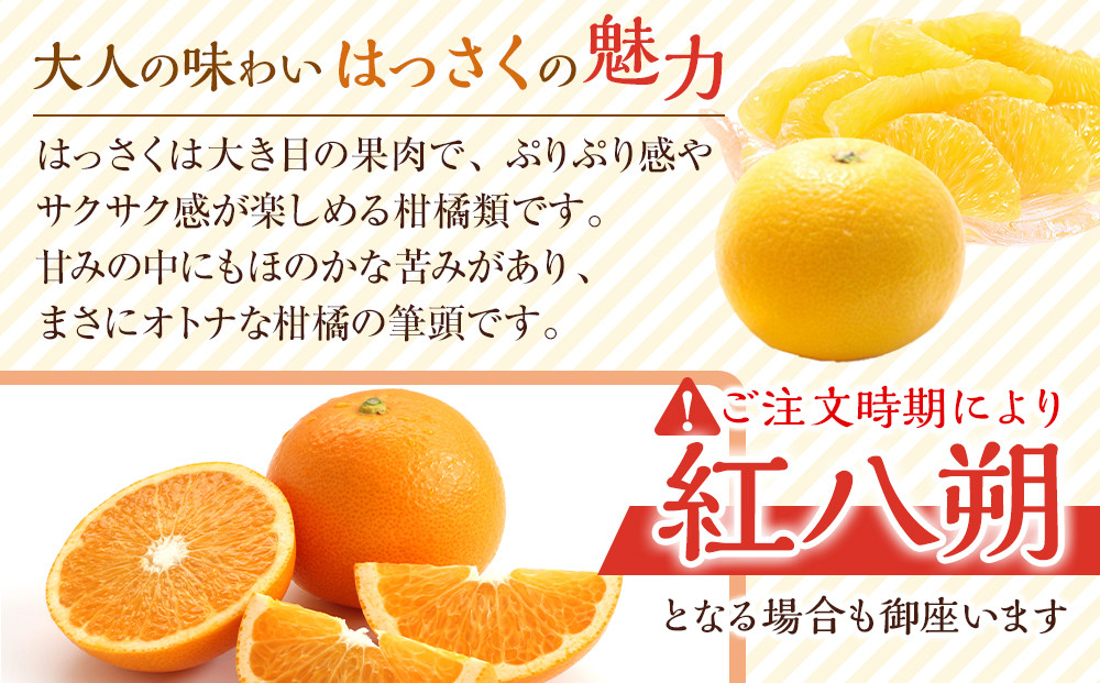 和歌山県産 八朔 秀品 箱込約10kg（約9kg＋保証分500g）