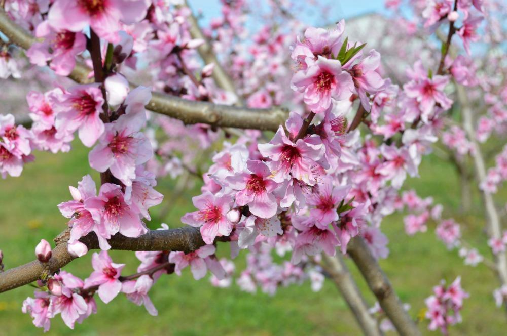 ［先行予約］≪秀品≫桃 6～9玉入り　和歌山県産　日川、白鳳、清水白鳳、川中島等