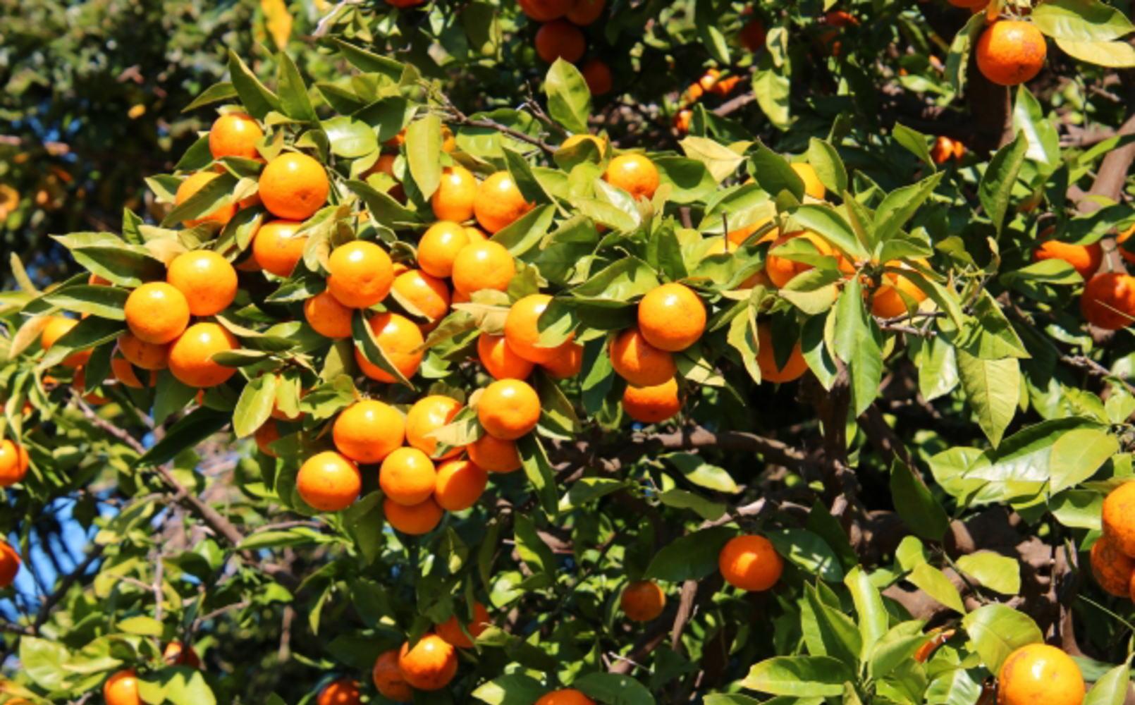 [秀品]和歌山有田みかん約5kg(2Sサイズ) ★2026年11月中旬頃より順次発送［TM83］