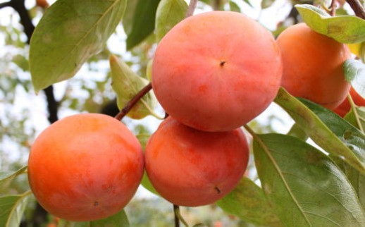 ≪柿の名産地≫九度山の富有柿約7.5kgサイズおまかせ★2026年11月上旬頃より順次発送［TM2］