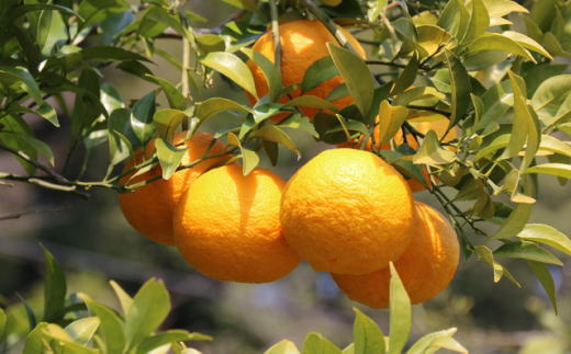 ［産直］和歌山由良町産の木成り熟成八朔約10kg（L～4Lサイズをお届け）★2026年3月中旬頃より順次発送［TM137］