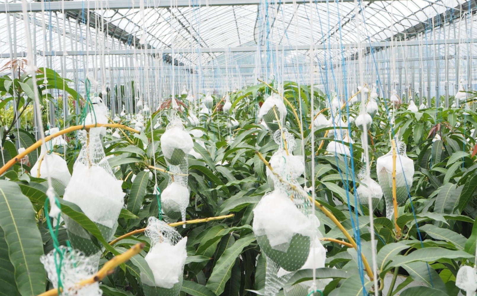 和歌山県産 樹上完熟しおさいマンゴー 2玉入り ★2026年8月初旬頃より順次発送　［TM218］