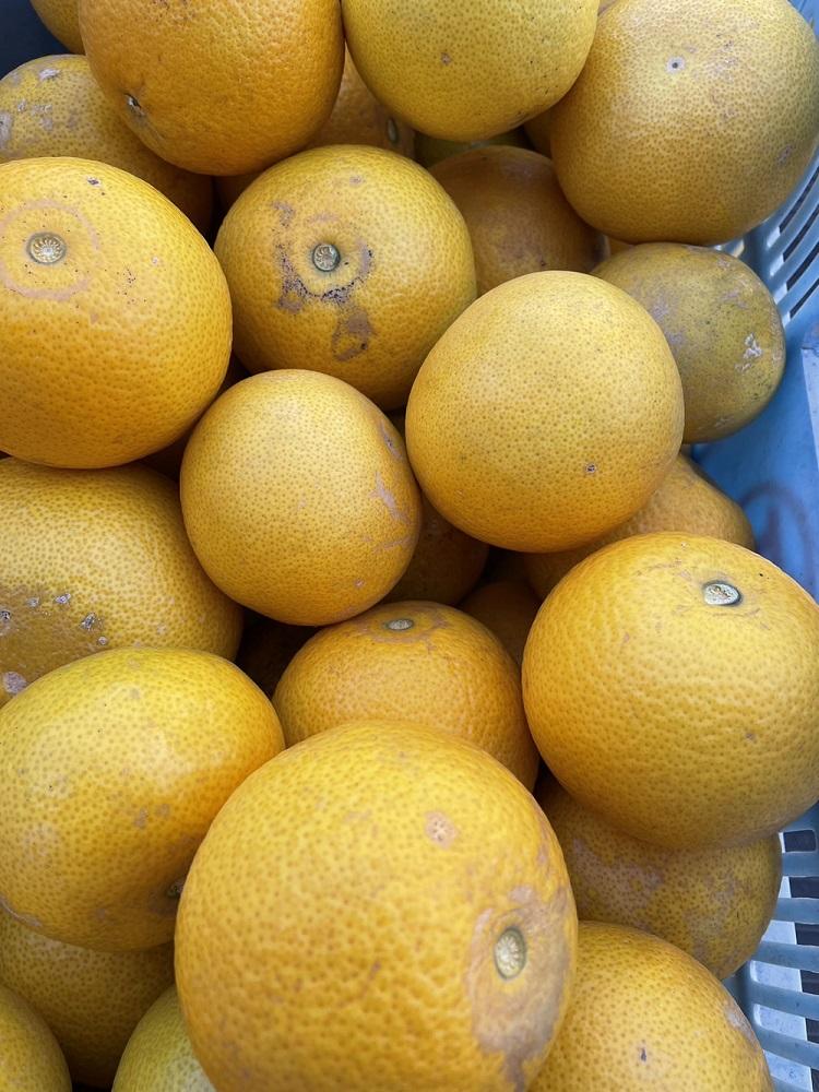 ご家庭用八朔（はっさく）約10kg（箱の重さ含む）【2026年1月20日～発送】