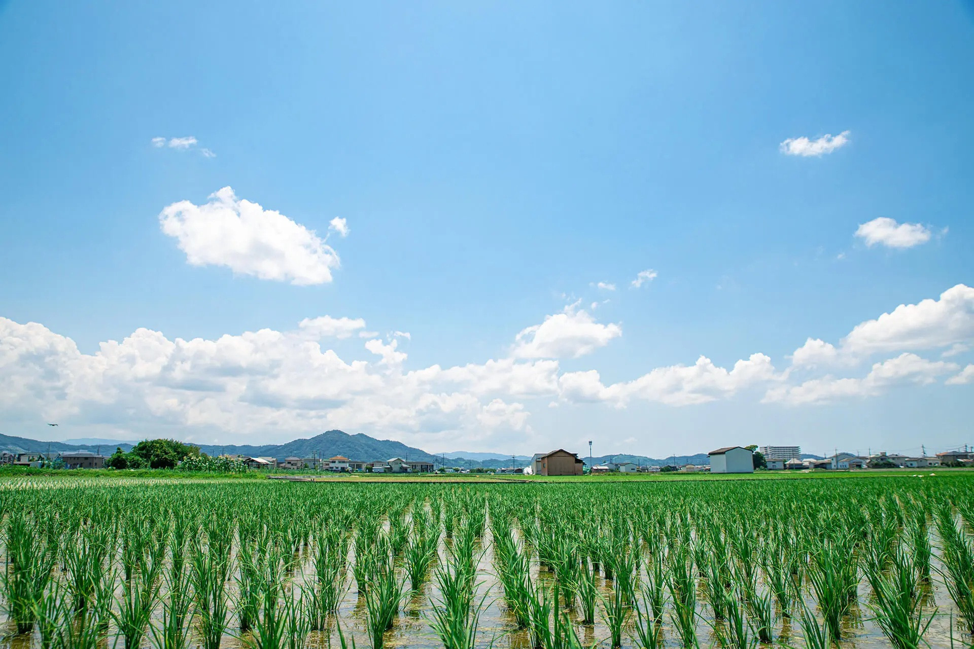 和歌山県産きぬむすめ 5kg
