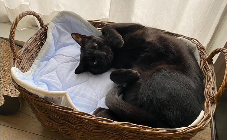 【M 65×50cm】2枚組コットン100%ペット用マット PET-6550-2P