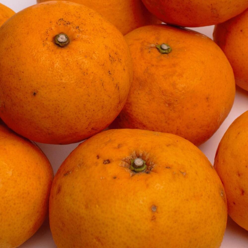 家庭用 甘夏柑10kg+250g（傷み補償分）［初夏のみかん・旬の果物］［有田産］［光センサー食べ頃出荷］［わけあり・訳あり］［IKE76］