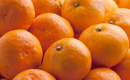 家庭用 有田みかん2.5kg+250g（傷み補償分）［2025年10月上旬から2026年1月下旬頃順次発送予定］［IKE248］