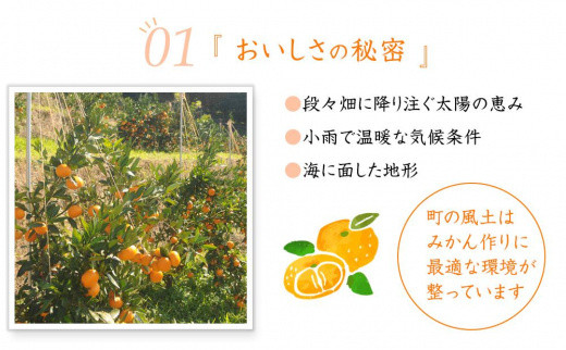 みかん 訳あり 早生みかん 5kg 大小混合 まごころ産直みかん 【11月より順次配送】温州みかん 和歌山みかん 下津みかん しもつみかん ミカン 蜜柑 和歌山ミカン 和歌山蜜柑 mikan 訳アリ 訳あり 訳あり品 和歌山県産 産地直送