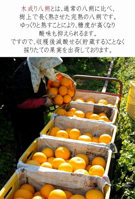 八朔 はっさく 訳あり 約6kg｜和歌山県和歌山市産 ご家庭用 柑橘フルーツ【2026年先行予約】甘酸っぱくて爽やか！見た目は訳ありでも味は絶品！3月下旬～４月下旬頃出荷予定（サイズ不選別）［Mg20］