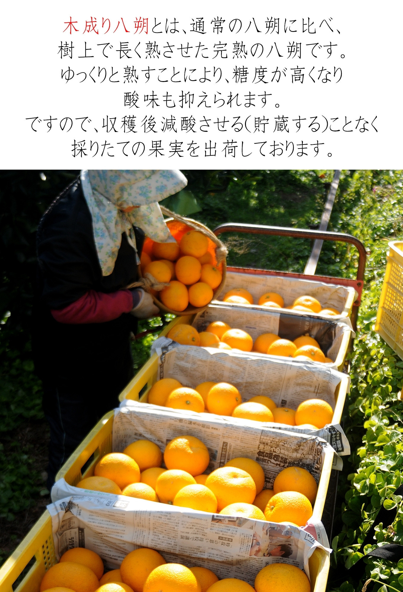 赤秀 木成り 八朔 10kg 大小混合 サイズ不選別 【北海道・沖縄県・一部離島 配送不可】 和歌山県海南市産 完熟 はっさく フルーツ 柑橘 ［Mg70］