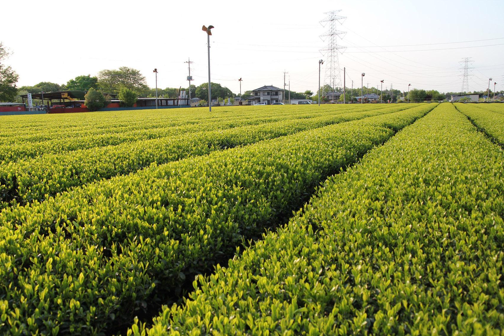 ［無添加、卵・乳不使用］猿島緑茶ココナッツジェラート8個セット