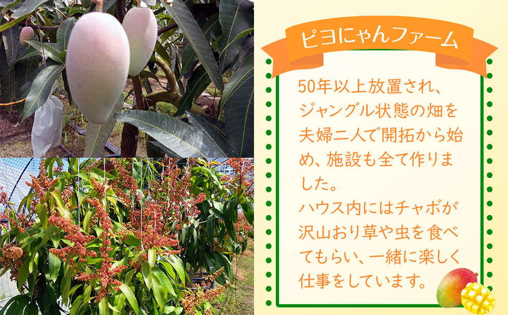 超希少なマンゴー【キーツ】 約800g 和歌山市（2025年9～10月発送分）