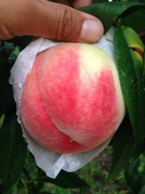 ［先行予約］≪秀品≫桃 6～9玉入り　和歌山県産　日川、白鳳、清水白鳳、川中島等