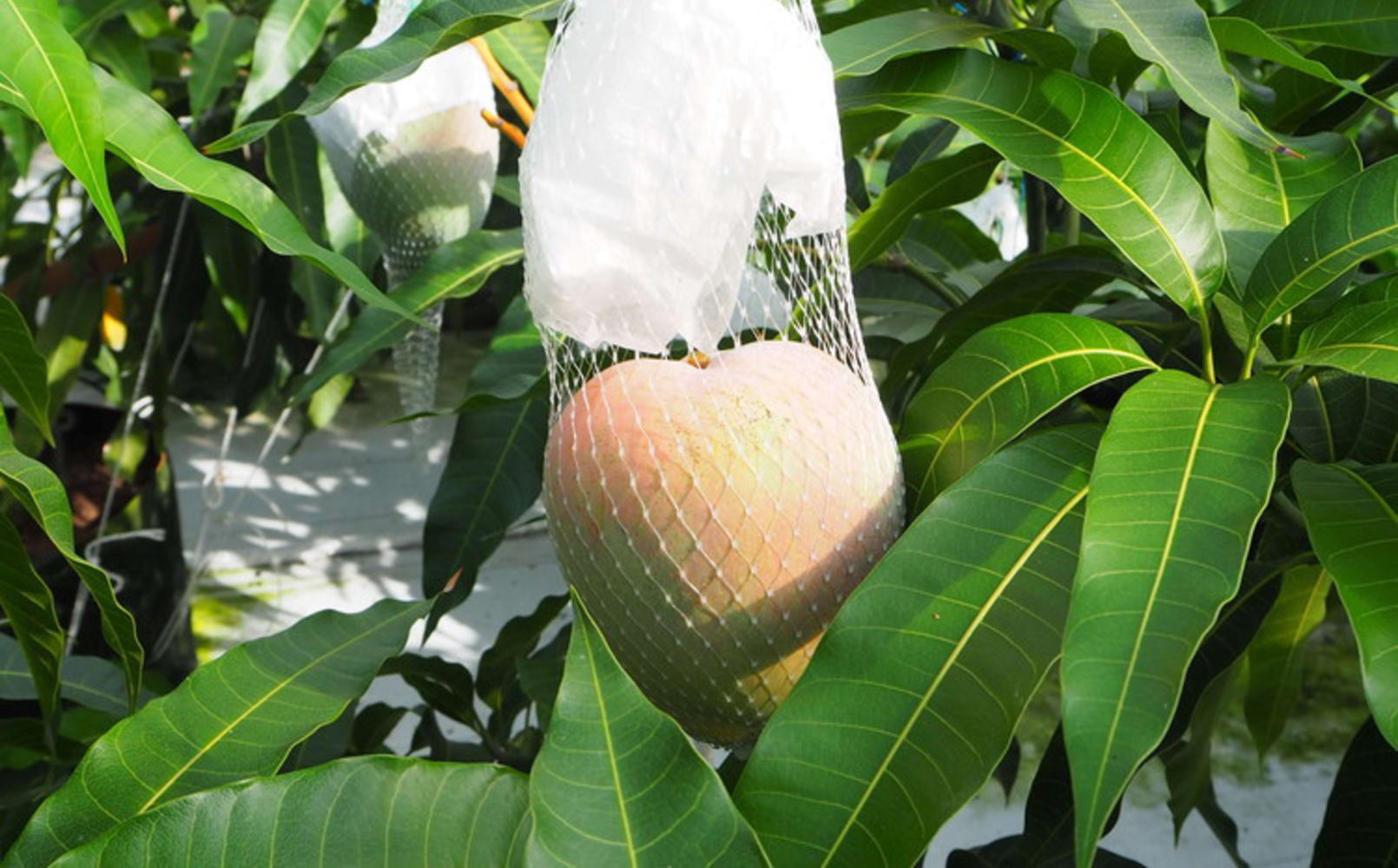 和歌山県産 樹上完熟しおさいマンゴー 2玉入り ★2026年8月初旬頃より順次発送　［TM218］