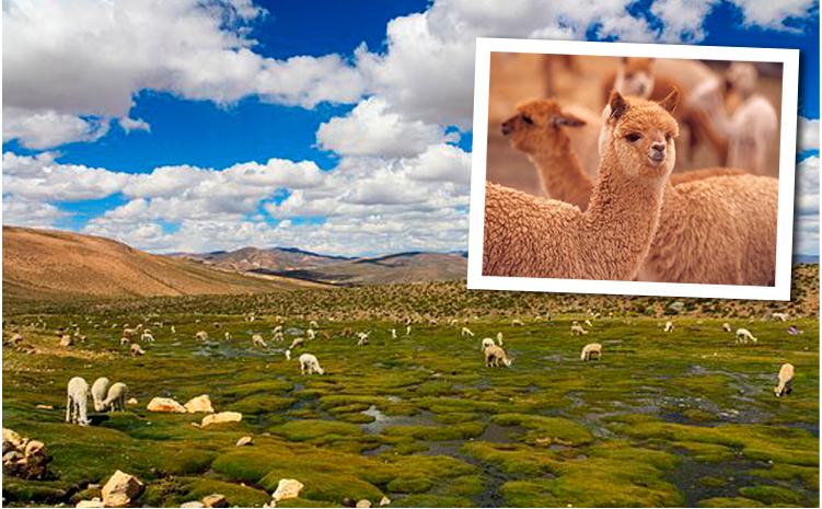 アンデスの宝石 アルパカ100%（毛羽部分）毛布　ひざ掛サイズ（70×100cm）AP-32H