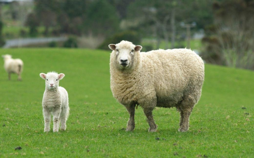 メリノウール毛布 （毛羽部分） ダブル 180x200cm MW-2W