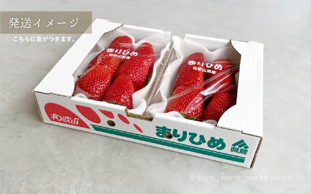 特大まりひめイチゴ 朝摘 6個～11個入×2パック［2027年1月中旬頃より発送］［先行予約］［KT3］