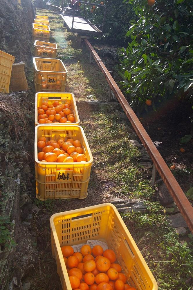 早生みかん 約9kg 大玉 2L・3Lサイズおまかせ 《ご家庭用》 和歌山県産 農園直送 まごころ産直みかん 【北海道・沖縄県・一部離島 配送不可】大きい 蜜柑 温州みかん ちょっと訳あり わけあり 訳アリ ［Mg51］
