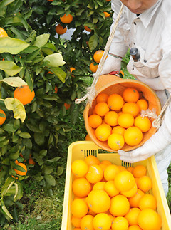 清見オレンジ 約5kg M・L・2Lサイズおまかせ 《赤秀》 和歌山県産 農園直送 まごころ産直みかん 【北海道・沖縄県・一部離島 配送不可】Mサイズ Lサイズ LLサイズ みかん きよみ 清見タンゴール 清美 柑橘 贈答 ［Mg62］