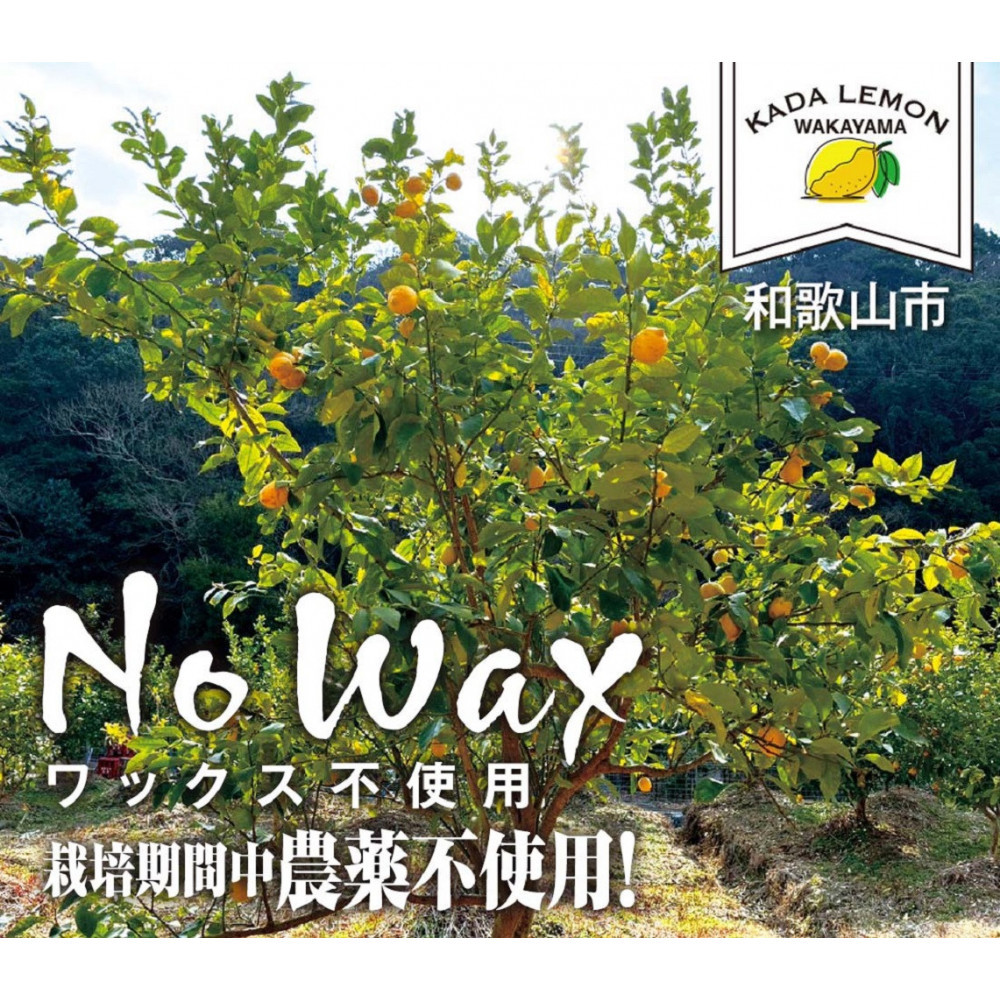 加太レモンの レモン果汁（ストレート）1,000ml