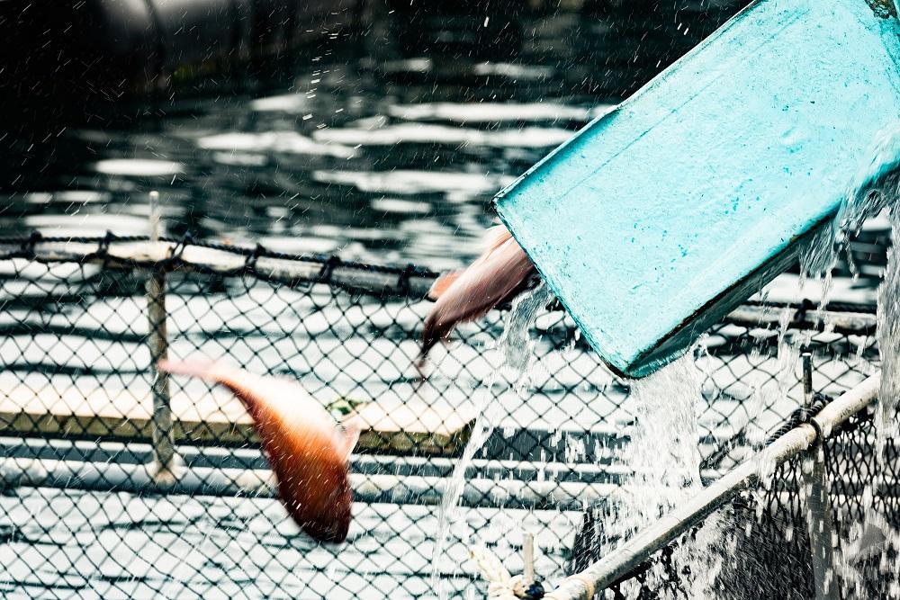 和食やTakasui　　鯛かぶと煮