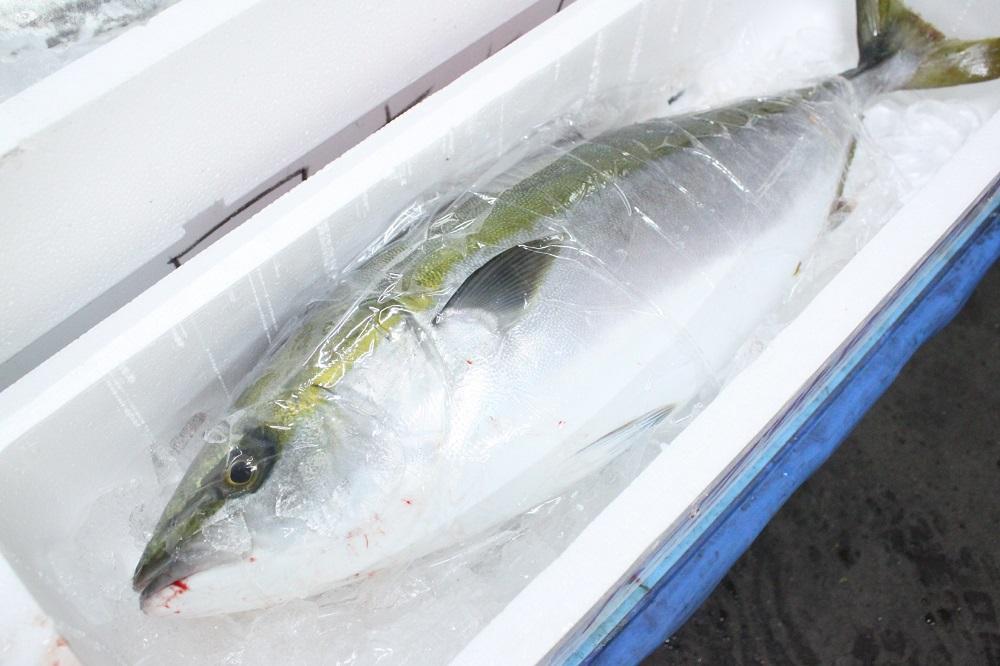 和食やTakasui　　ぶりかま煮付け