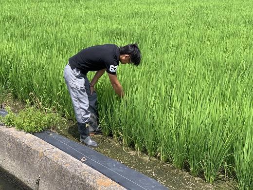 和歌山県のお米食べ比べセット合計１５キロ