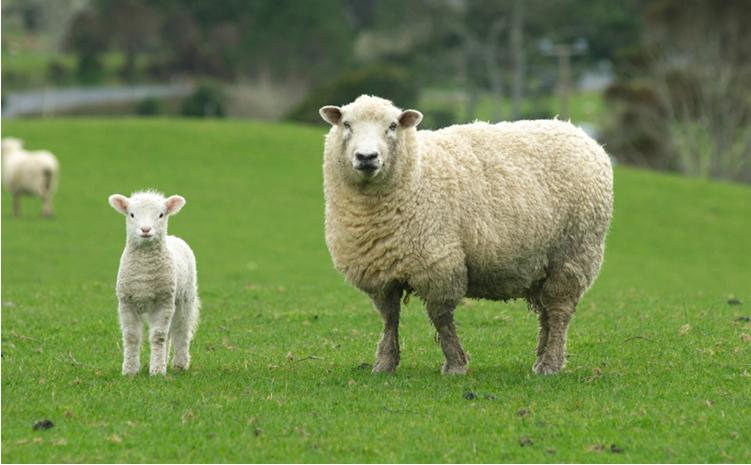 洗えるウールファー贅沢ふわふわ敷毛布　ワイドキングサイズ（200×205cm）WH-400