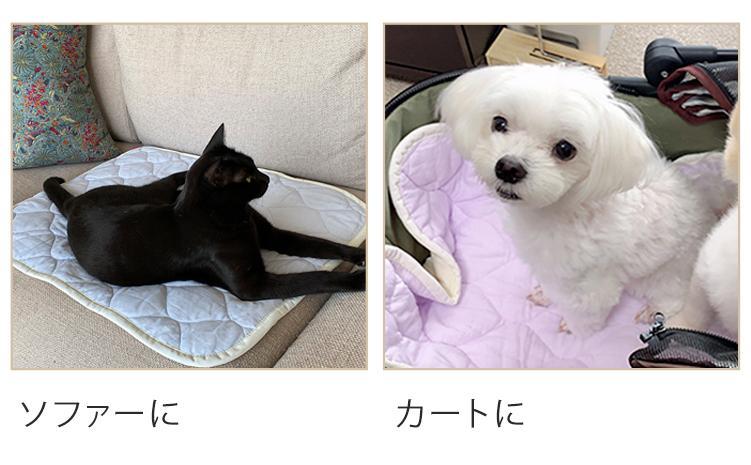 【M 65×50cm】2枚組コットン100%ペット用マット PET-6550-2P