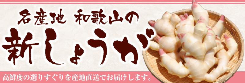 フレッシュ新しょうが２kg詰め 和歌山県産 新生姜 新鮮 産地直送 自家製 甘酢漬け、紅ショウガ、生姜湯、砂糖漬けに【クール冷蔵便】紀伊国屋文左衛門本舗