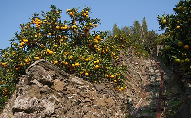 早生みかん 約9kg 大玉 2L・3Lサイズおまかせ 《ご家庭用》 和歌山県産 農園直送 まごころ産直みかん 【北海道・沖縄県・一部離島 配送不可】大きい 蜜柑 温州みかん ちょっと訳あり わけあり 訳アリ ［Mg51］