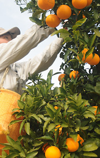 清見オレンジ 約3kg M・L・2L・3Lサイズおまかせ 《赤秀》 和歌山県産 農園直送 まごころ産直みかん 【北海道・沖縄県・一部離島 配送不可】みかん きよみ 清見タンゴール 清美 柑橘 贈答 ［Mg61］