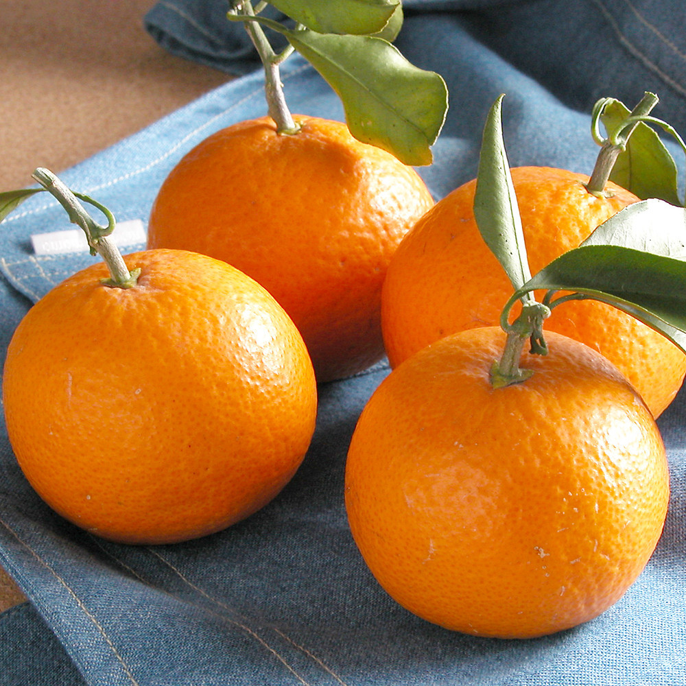 清見オレンジ 約5kg 大小混合 《ご家庭用》 ちょっと訳あり 和歌山県産 農園直送 まごころ産直みかん 【北海道・沖縄県・一部離島 配送不可】 ［Mg65］