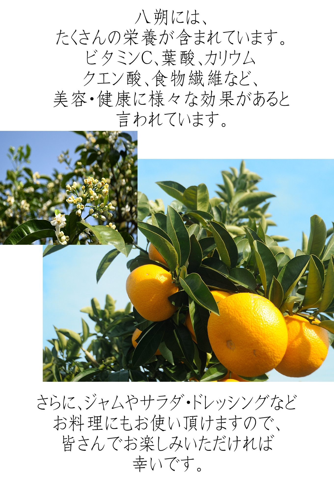 赤秀 木成り 八朔 10kg 大小混合 サイズ不選別 【北海道・沖縄県・一部離島 配送不可】 和歌山県海南市産 完熟 はっさく フルーツ 柑橘 ［Mg70］