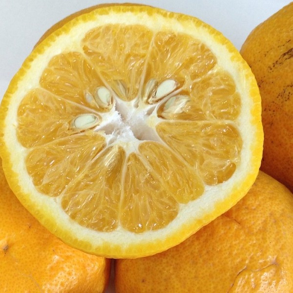 和歌山産 甘夏みかん 秀品 10kg［ヤマタ大谷商店］