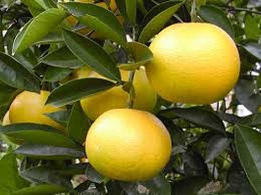 和歌山産 八朔 秀品 5kg【ヤマタ大谷商店】