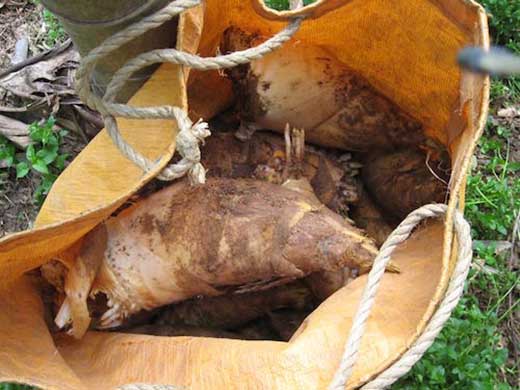 和歌山産　朝堀り 筍 2ｋｇ （ぬか付き）品種／孟宗竹