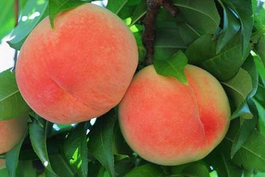 和歌山産 桃 秀品 サイズおまかせ 5玉～9玉 約2kg