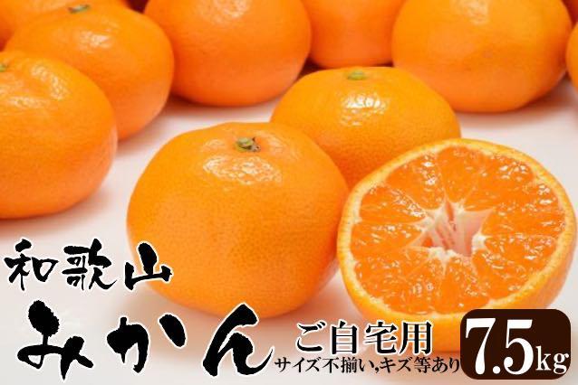 みかん 和歌山産 【訳あり】ミカン 7 . 5kg 【ご自宅用・サイズ不揃い・キズ等あり】